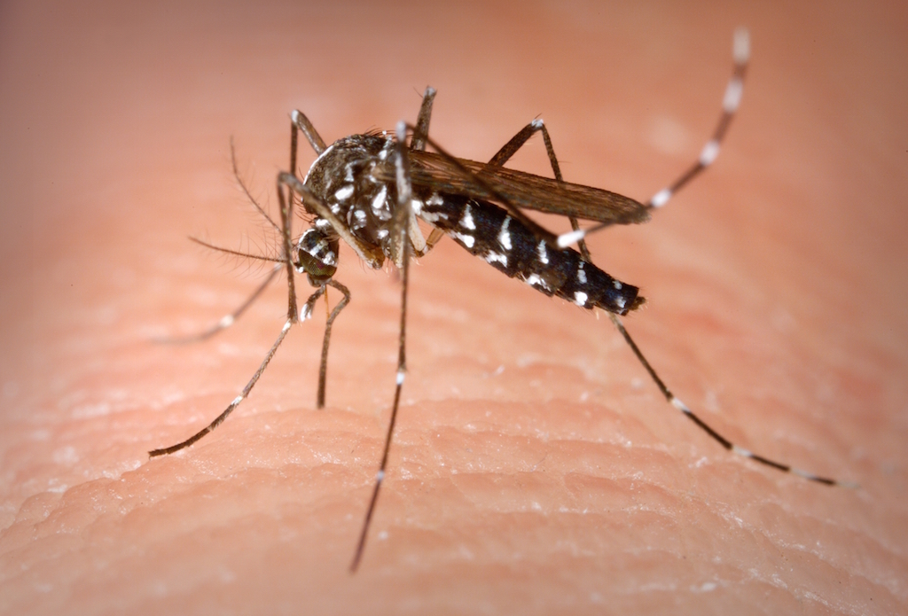 Ordinanza per la prevenzione e contenimento delle zanzare